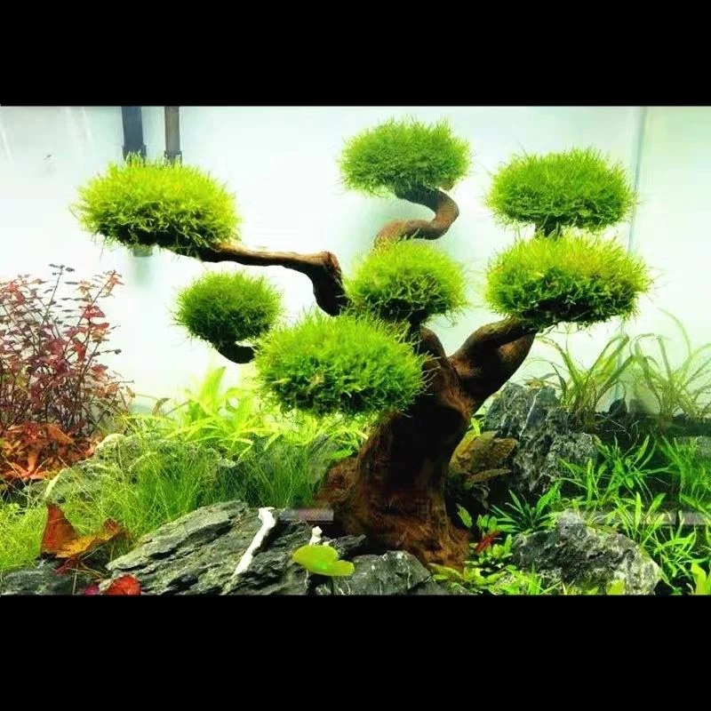 Aquarium Driftwood Landscaping - Aquarium Plant Substrate recension och pris