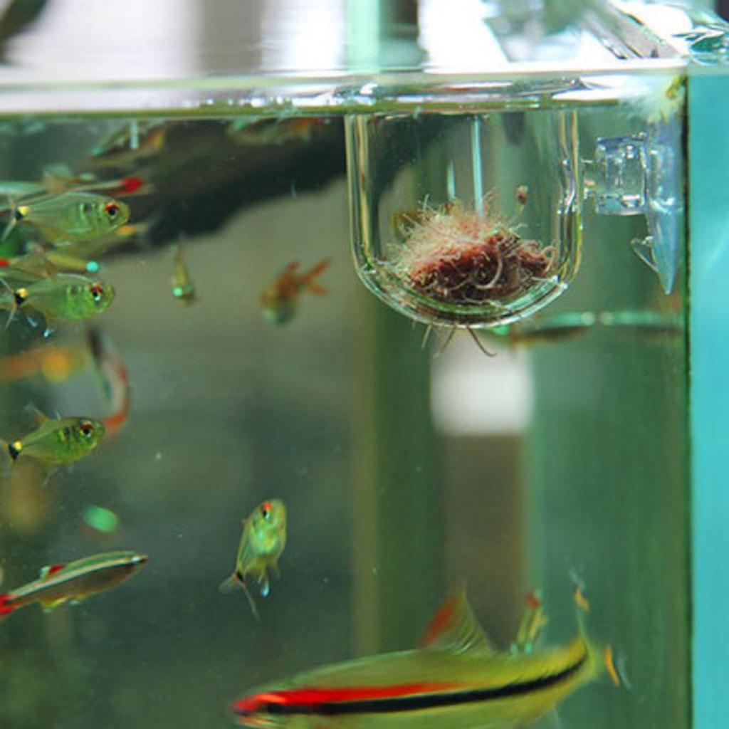 Fish Feeding Basket Glass Aqua - Plant Aquarium Pot recension och pris